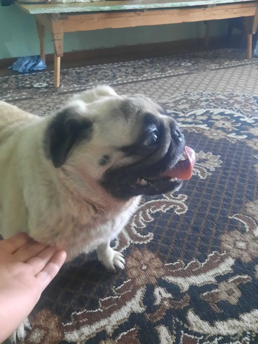 Собака мальчик парода Мопс