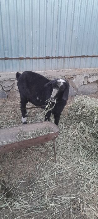 Така сотилади соглом