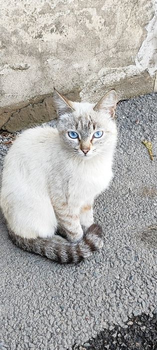 Кошечка в добрые руки