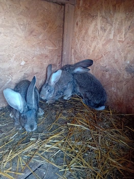 Vand/schimb Uriaș german