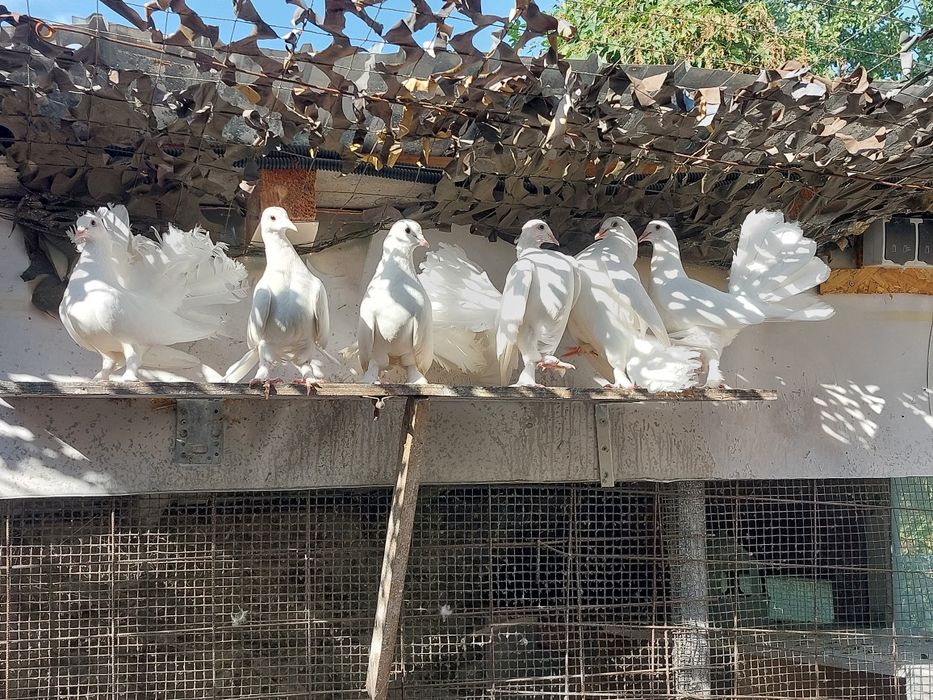 De vânzare, Porumbei  Voltati Indieni 50 roni  buc