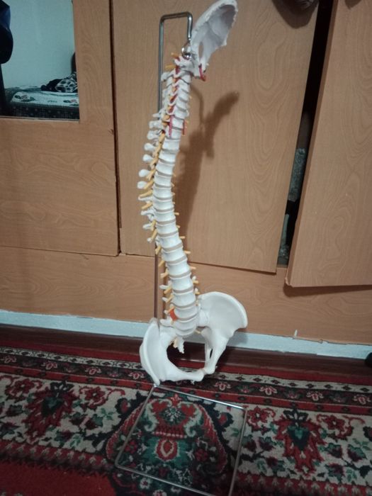 Классический позвоночный столб