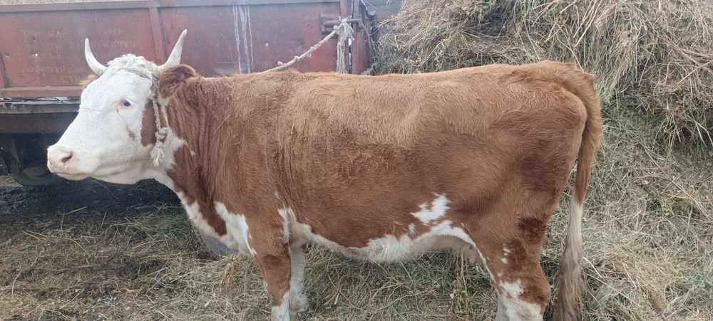 2 туған қашар аяқтап сатылады, Кг 2300 тг тоғайда еркін жүрген мал