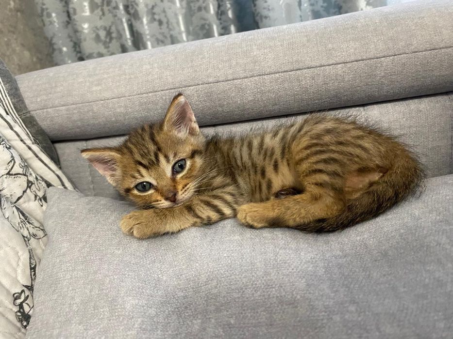 Отдаю котенка в добрые руки