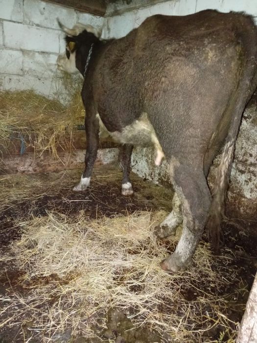 Vând vacă 4 ani gestantă în 3 luni