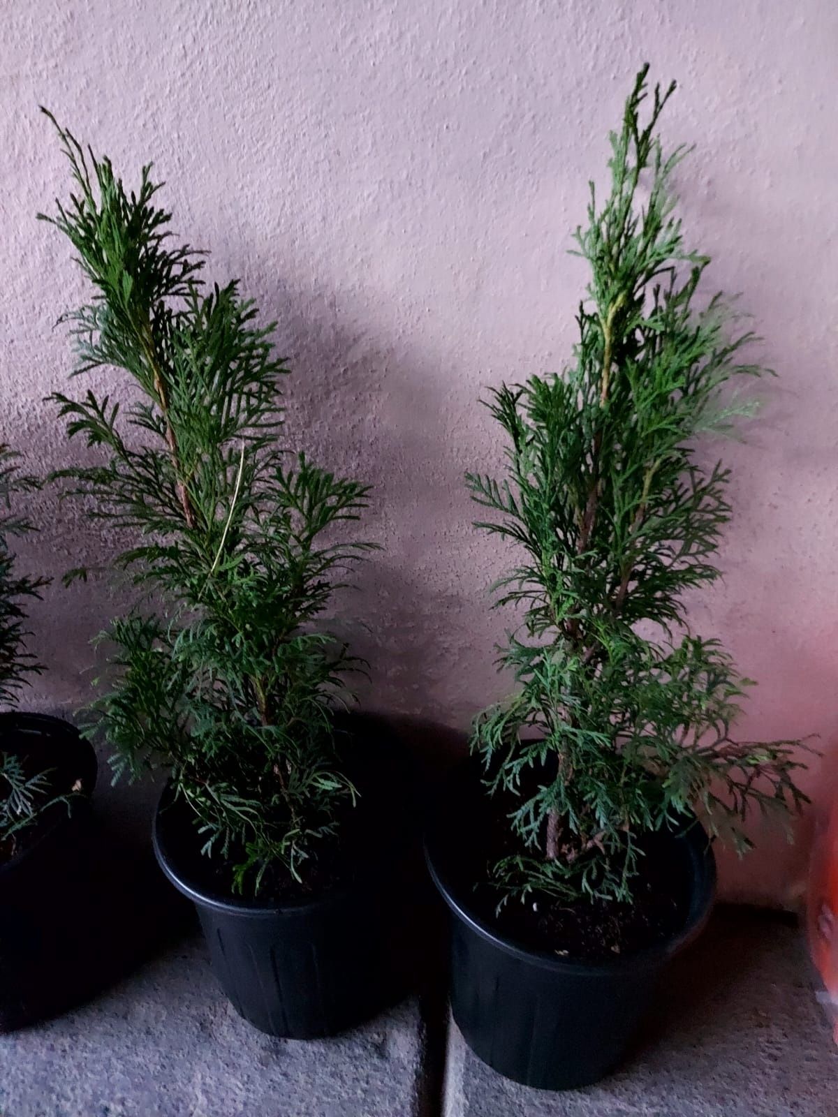 Продам Хосты, Розовую акацию, Туи, Самшит, Пионы