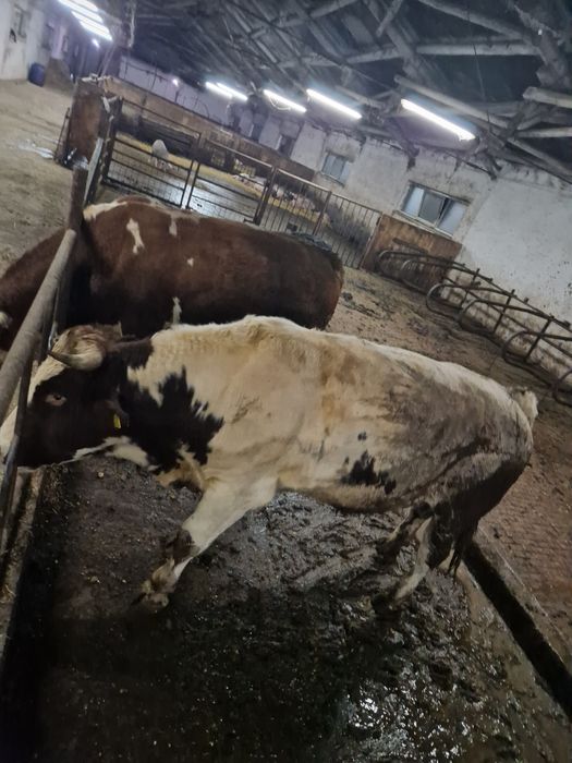 Vind viței pentru abator