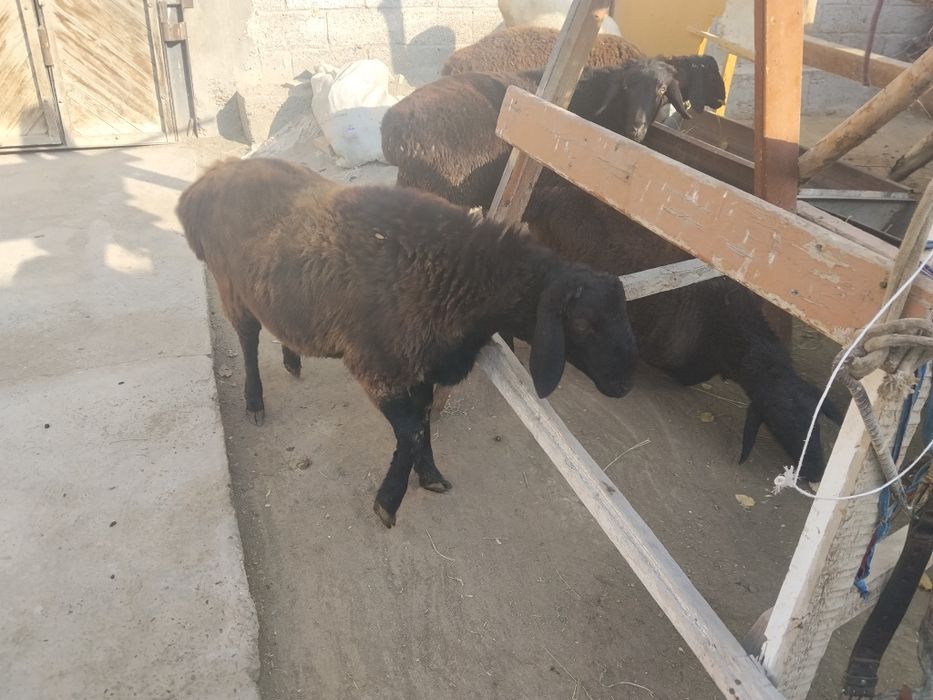Qochqor sotiladi 4 ta bor