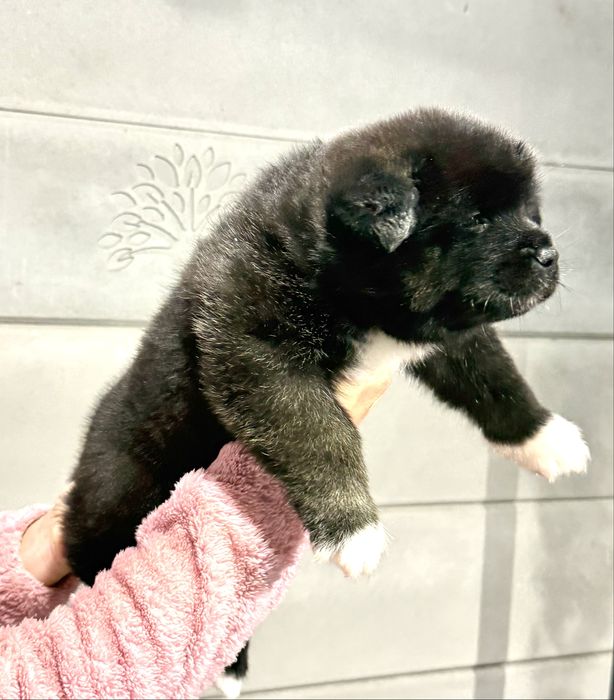 Pui Akita American cu Pedigree