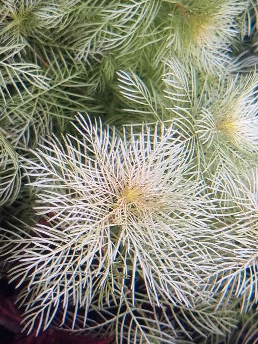 Myriophyllum mattogrossense Golden 10 fire