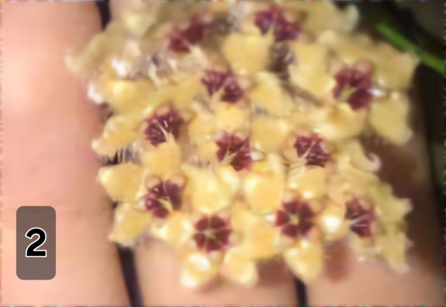 Хоя /Hoya/ -caudata ,minibelle,bilobata
