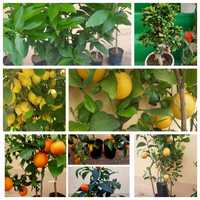 Pomi Mandarini, lamai,portocali