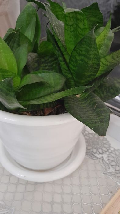 Продам цветы 2500