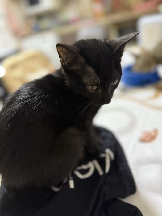 В добрые руки отдаем котят