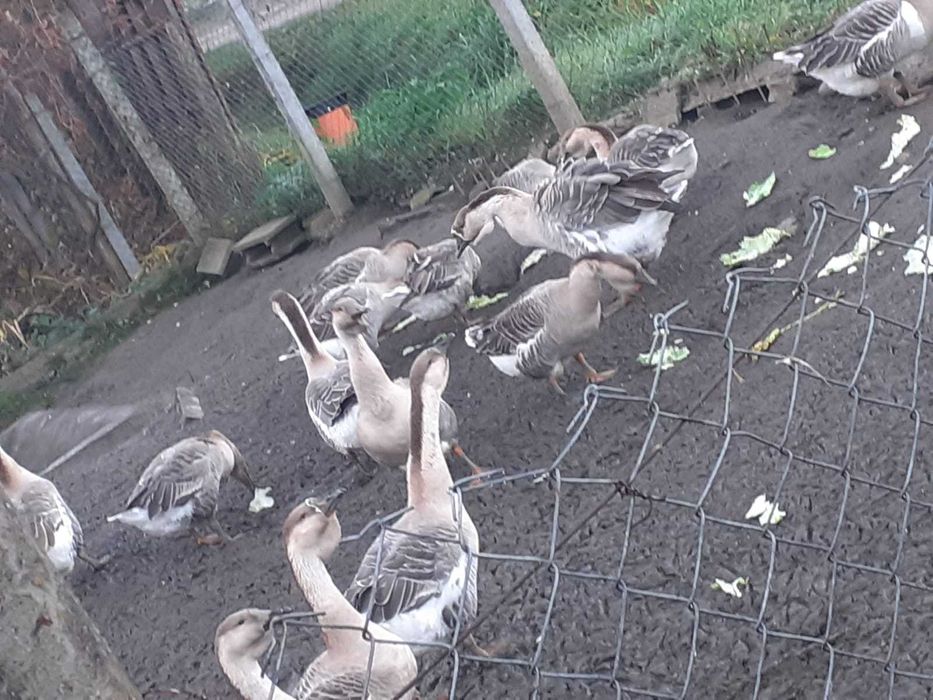 Vind gîste americane