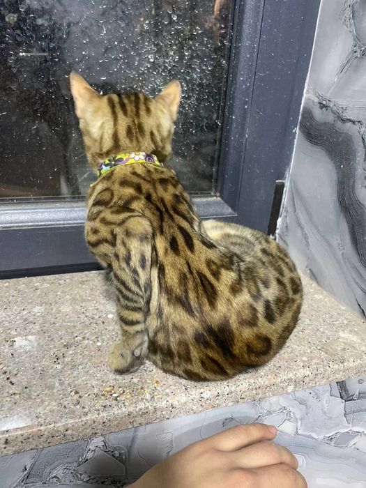 Mushuk bengal sotiladi srochna