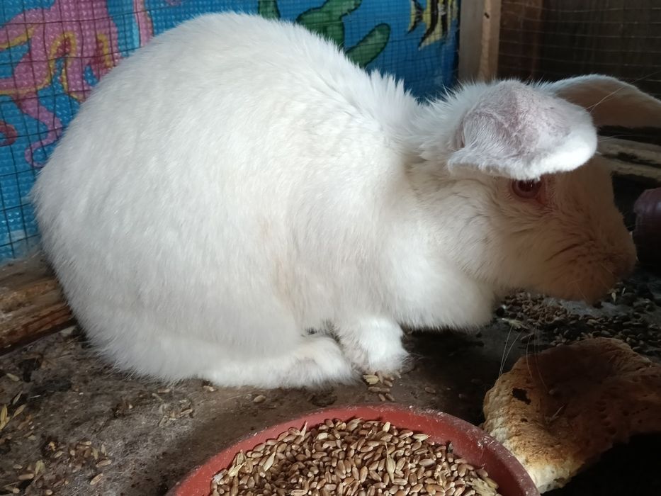Продаются домашние кролики
