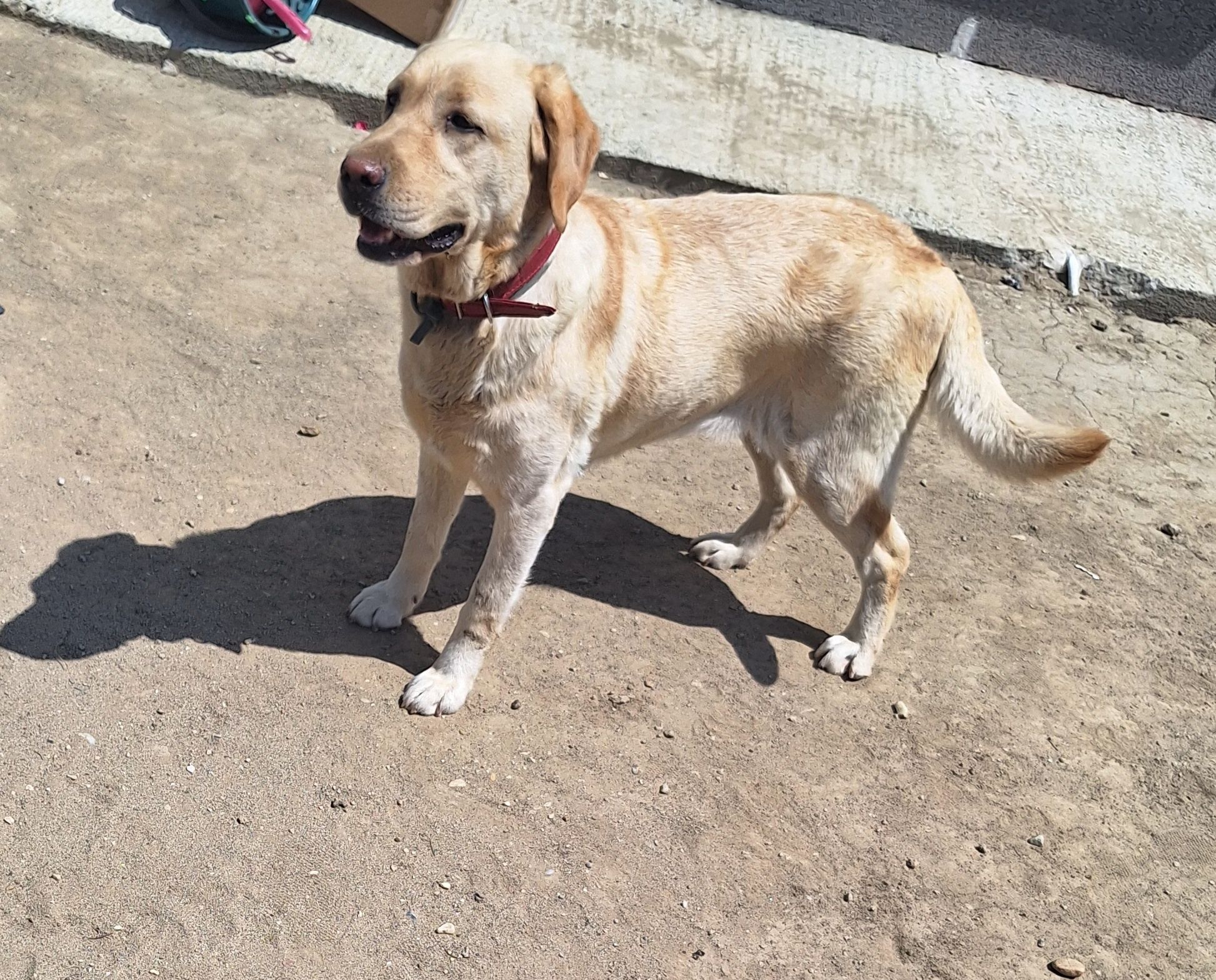 Donez Labrador Retriever