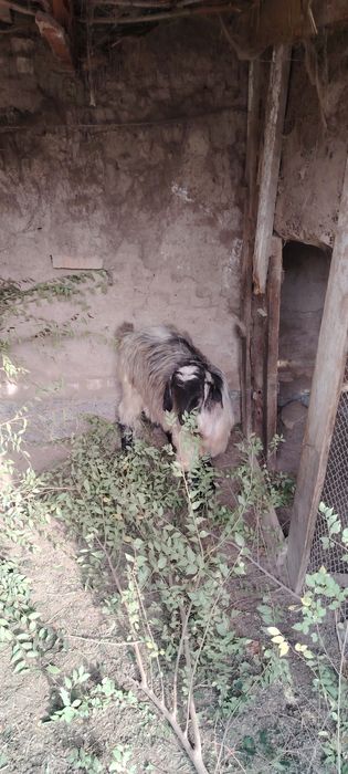 Серкелер сатылады