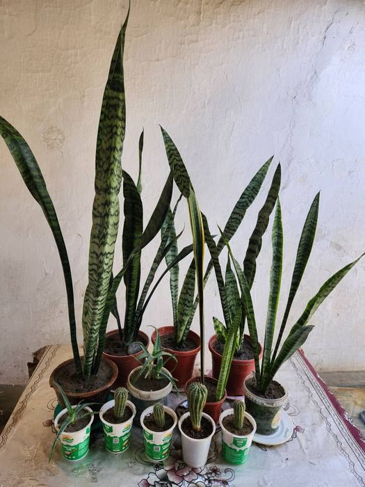 Комнатные растения