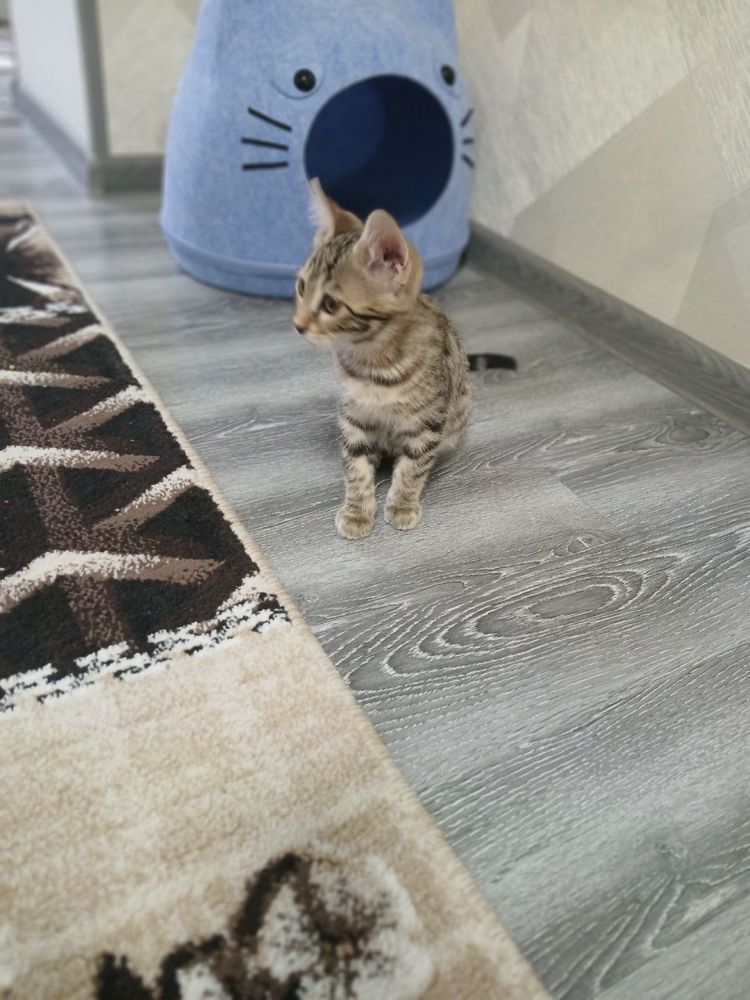 Бенгалский кошки смещанный