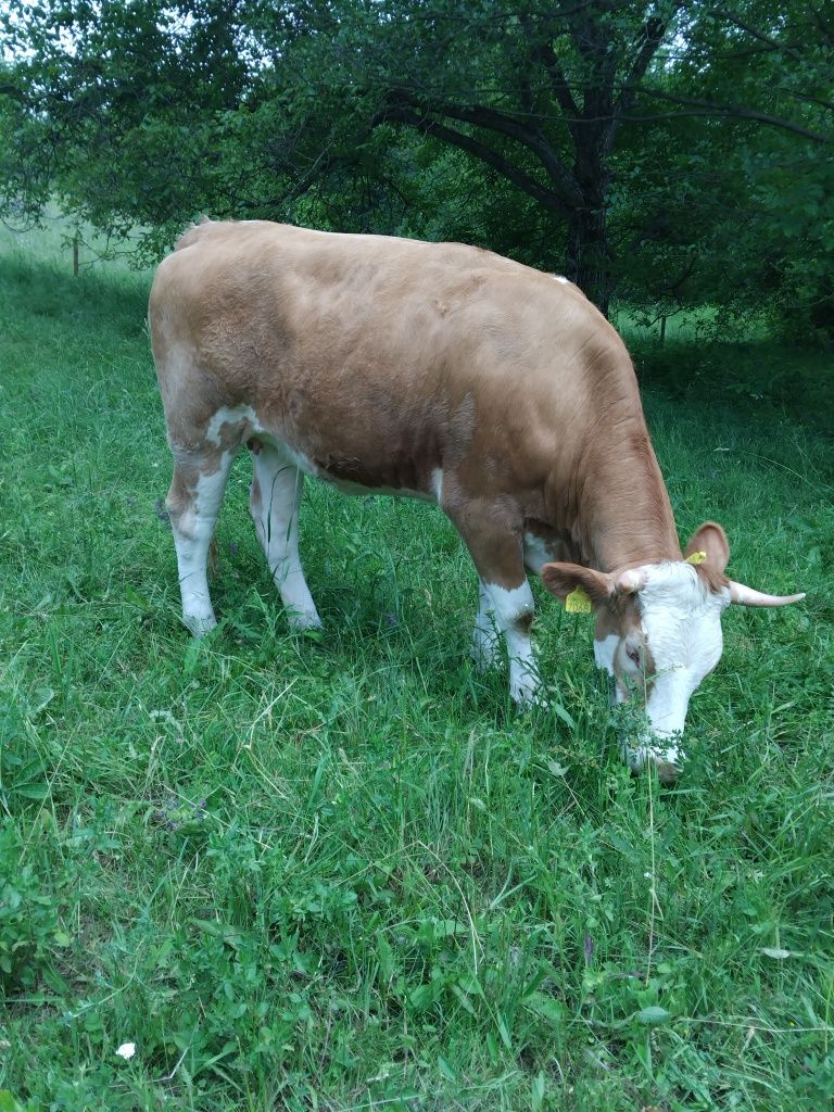 Vând vacă gestantă și junincă bălțată românească.