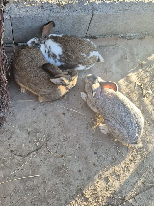 Vând iepuri pui și adulți