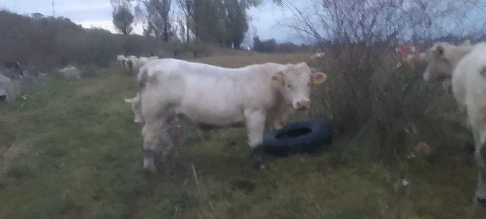 Taur Charolaise 17 luni