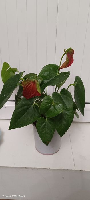 Антуриум мужское счастье