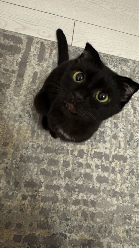 Котик в добрые руки