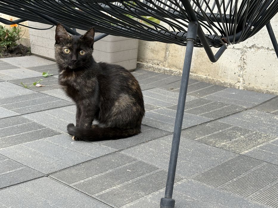 Pic si Poc isi cauta casuta - pisoi spre adoptie