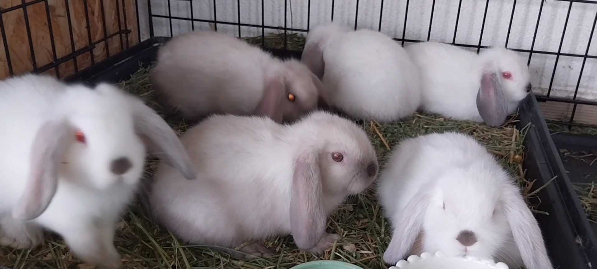 Iepure Pitic de Companie Iepurasi Mini Lop Holland Lop Berbec Pitic