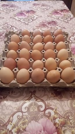 Ouă de la găini de casă