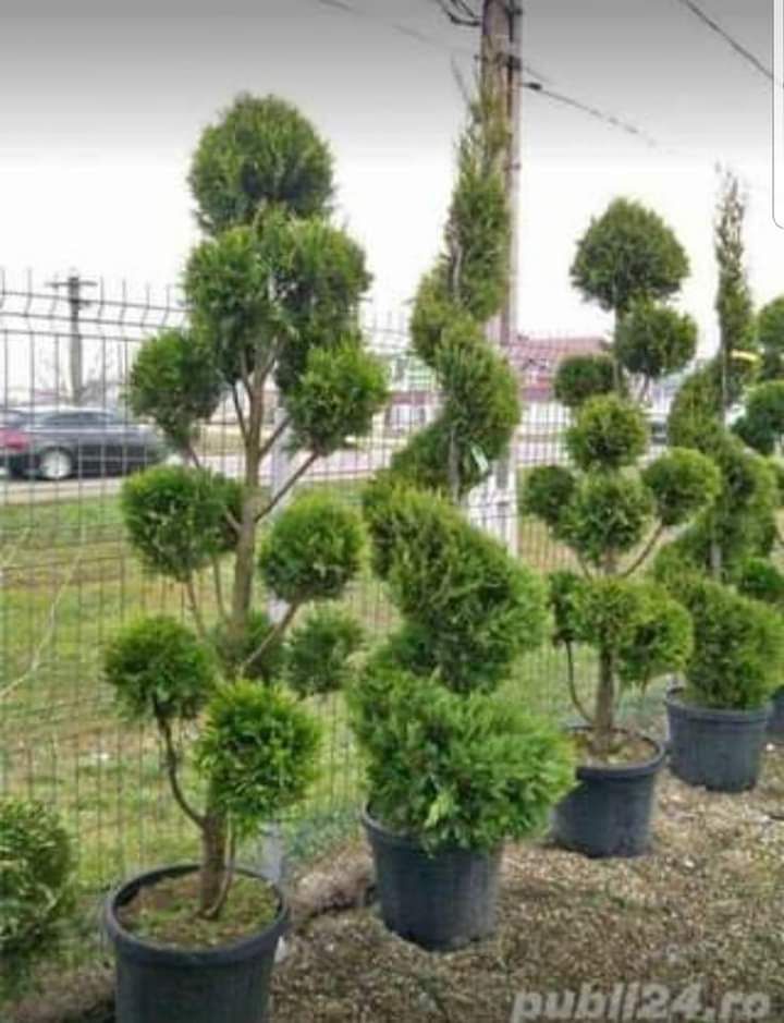 Plante pt gradina