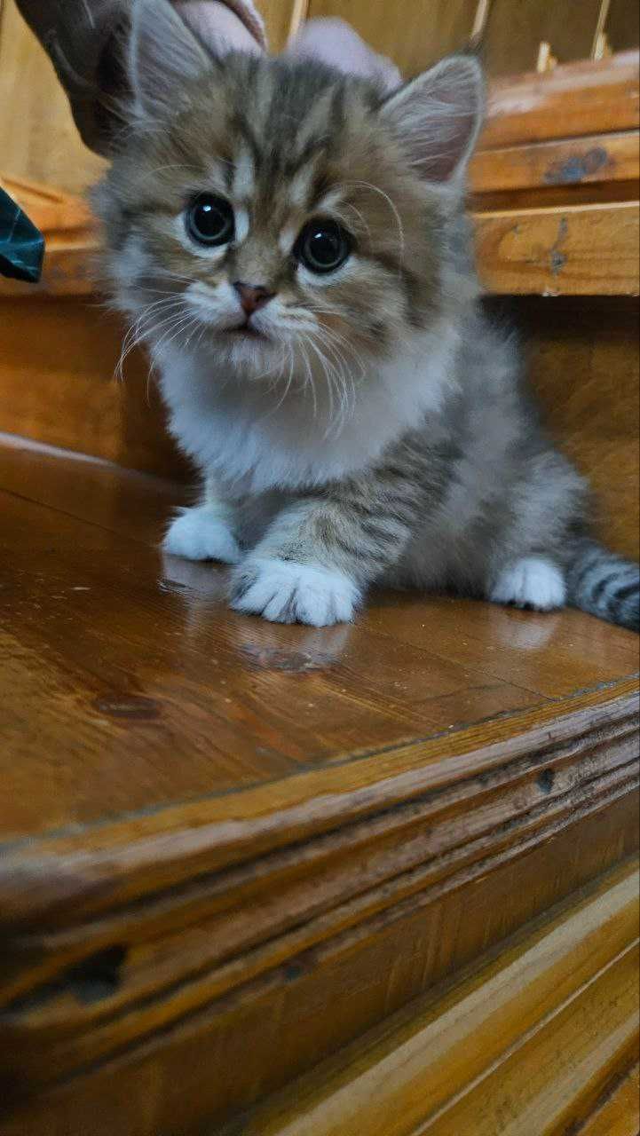 Продаётся котёнок