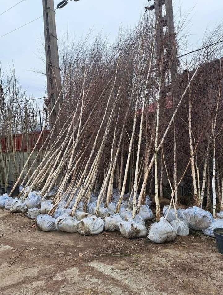 Tuia mesteacăn tei platani brazi leylandi etc