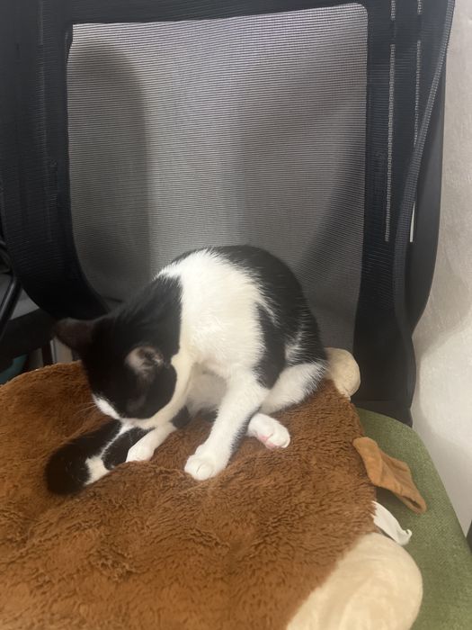 Donez pisic, varsta 5 luni