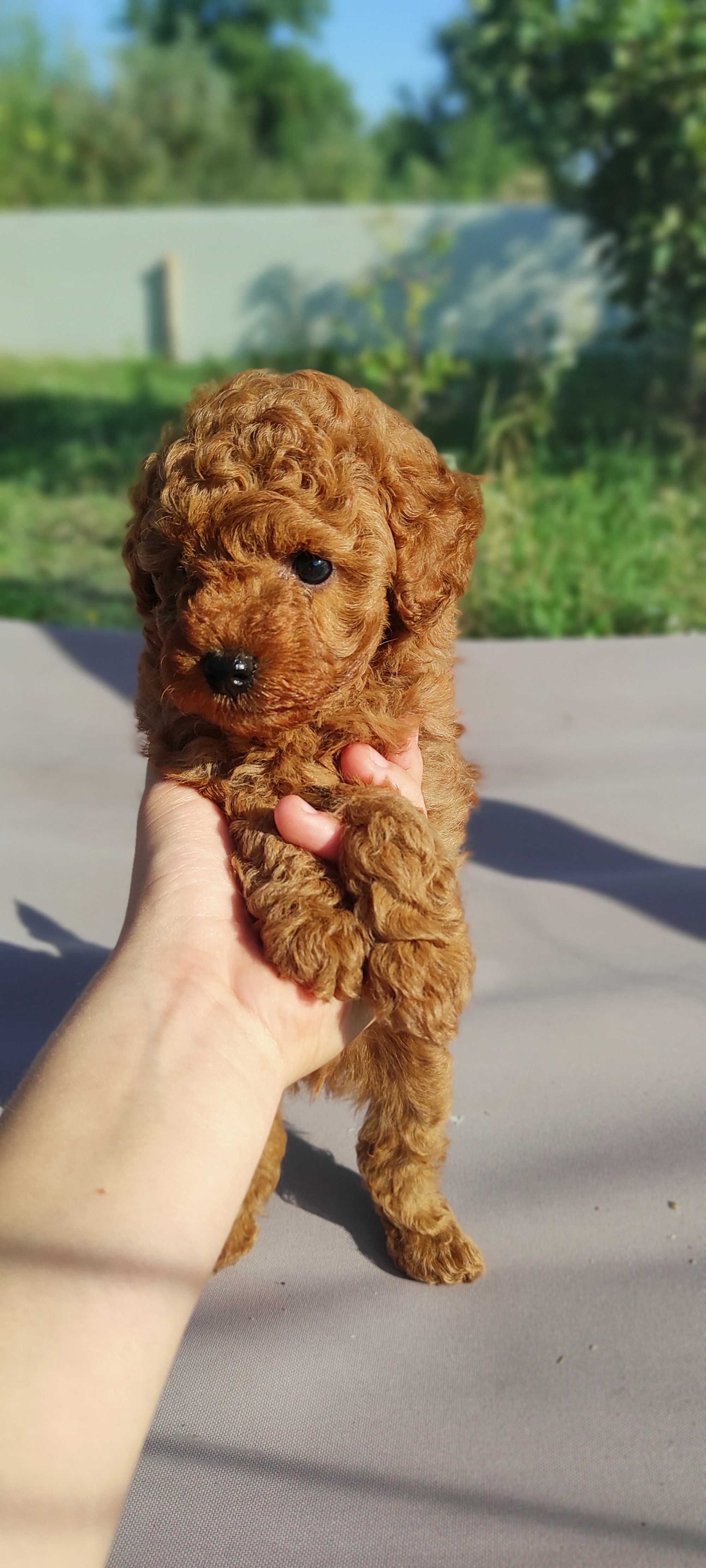 Pudel roșu mini de vânzare fetiță
