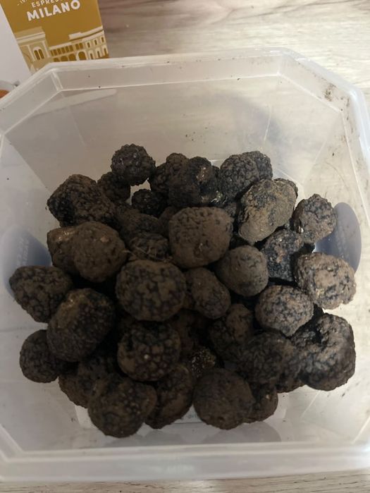 Trufe negre de iarnă