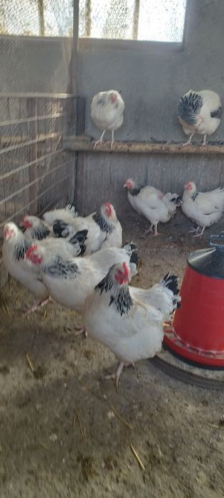 Vând sussex herminat deschis