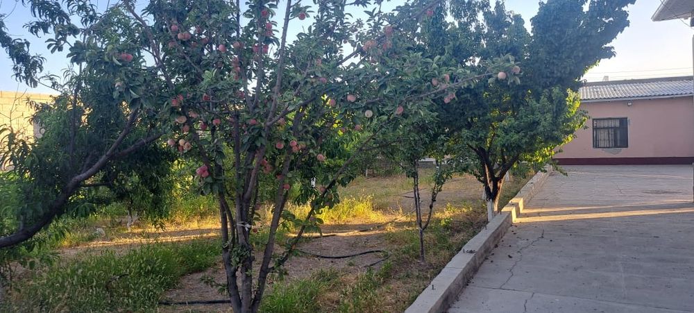 Түркістан да уй саталады