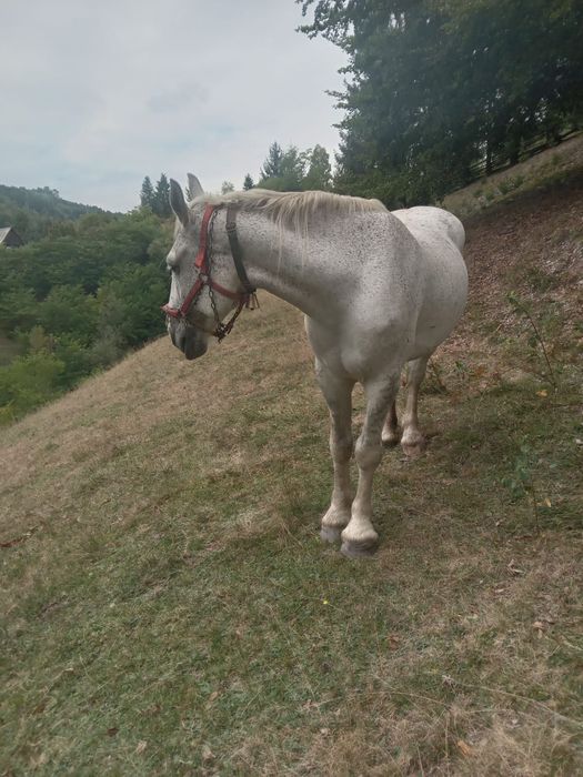 Cal de vânzare ..