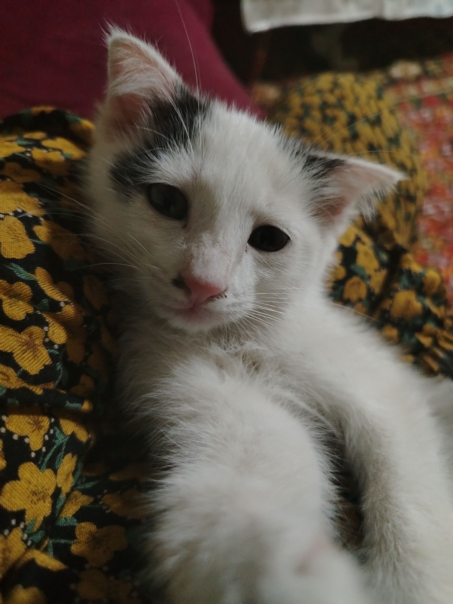 Mushuk bolasi sotiladi