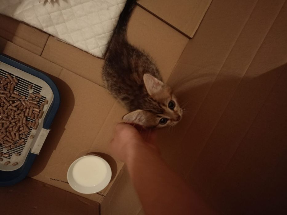 Отдам котенка в добрые руки