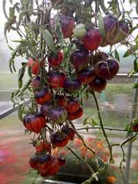 Семена редких томатов из коллекции