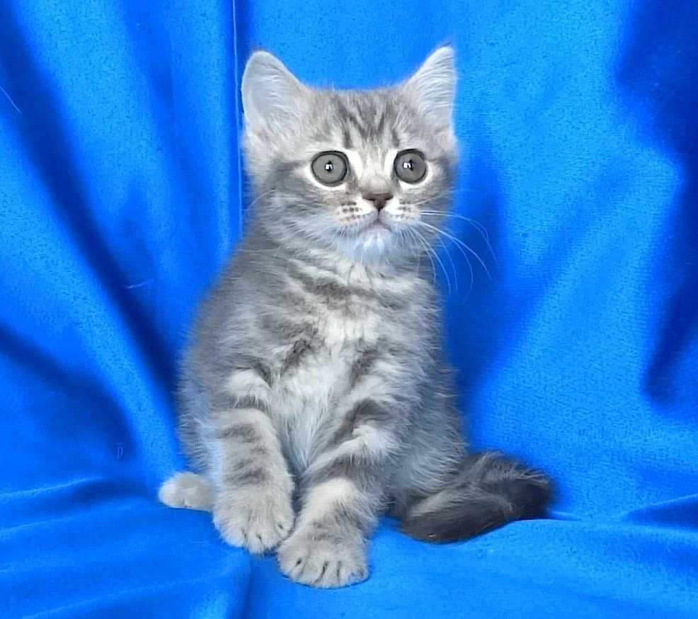 Късокосмести сиви котенца
