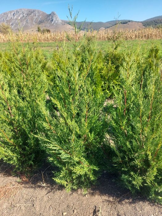 Vand leylandii 150-160 cm ,  gard viu