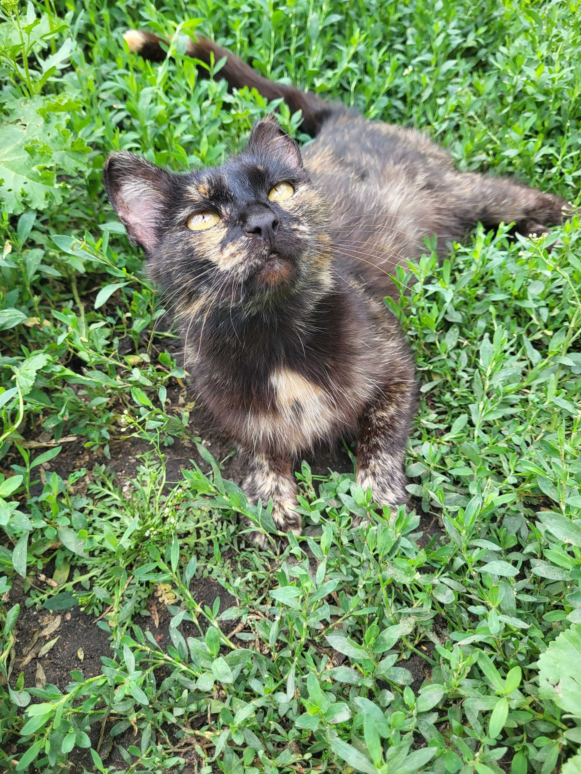 Отдам котят 1,5 месяца.
