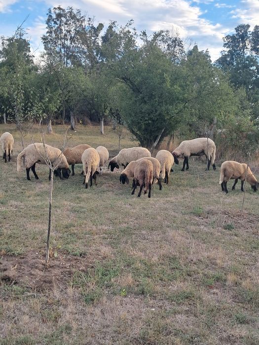 Oi si miele de vânzare