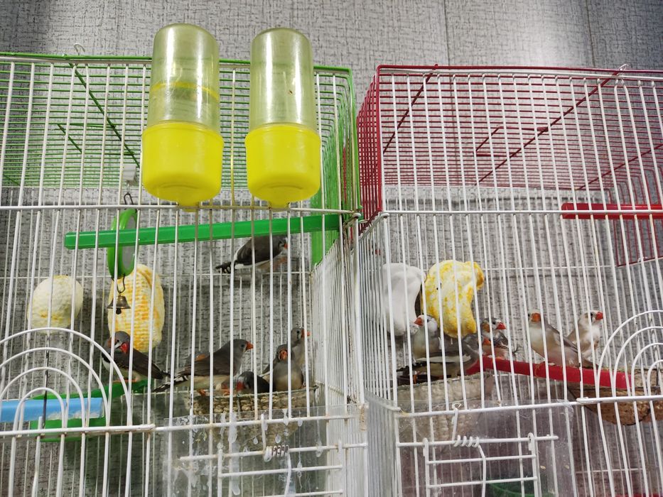 Продаются Амадины